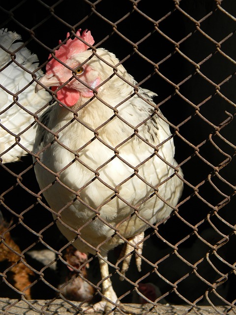 准度目前来看很高：施奈德林季初英超预测被挖出